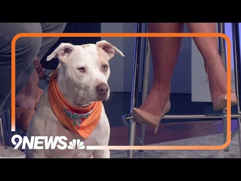 Clear the Shelters: Meet Rosie