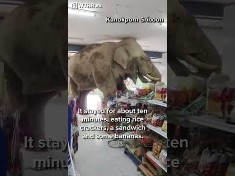 Elephant snacks in Thai store