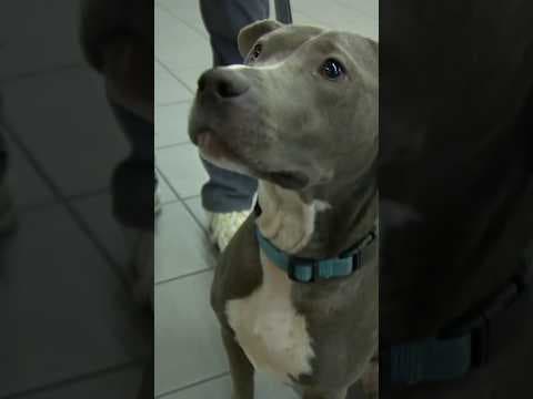 Sound Transit is letting big dogs on the light rail