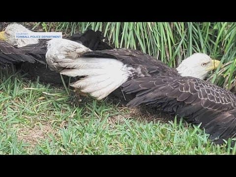Bald eagles get stuck together while fighting over scraps in Tomball