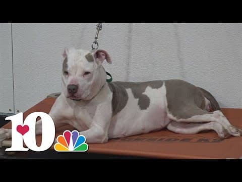 How you can keep a child safe from a dog attack