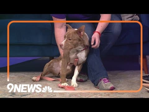 Sweet, energetic pup needs a forever home