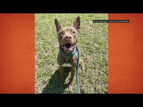 Dogs set to be euthanized in Prince George's Co. saved after urgent plea to community