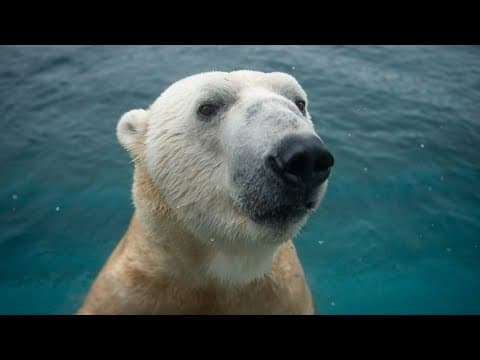 Columbus Zoo welcomes back Lee the polar bear