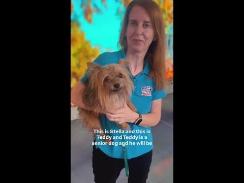 Meet Teddy, a senior dog ready for adoption in Alexandria