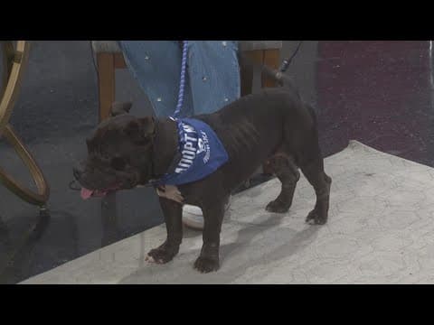 LASPCA talks about the importance of pet medical exams