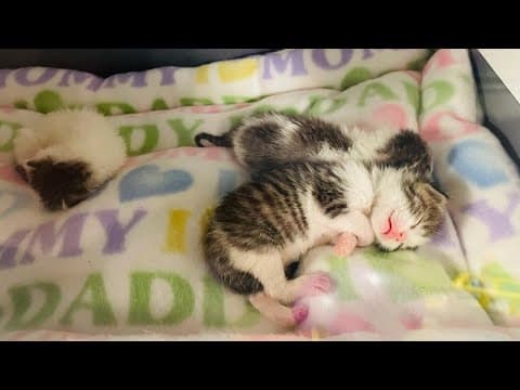 3 kittens rescued during cleanup efforts from severe storms in Trader's Point