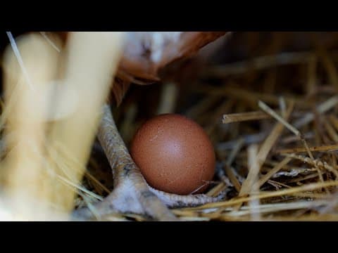 When will the price of eggs go back to normal?