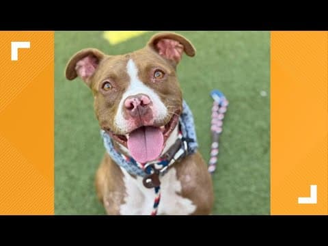 Pets of the Week: 11-30-2024