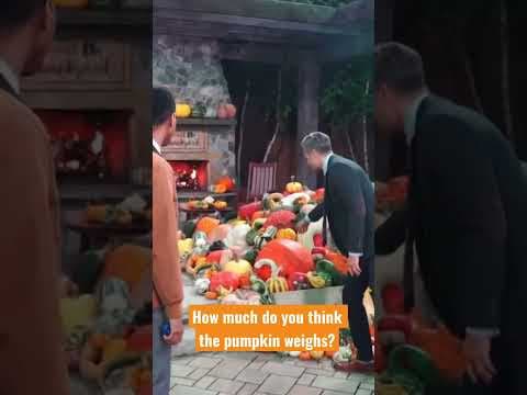 How much do you think the largest pumpkin in the #kare11backyard weighs?  #kare11 #kare11Sunrise