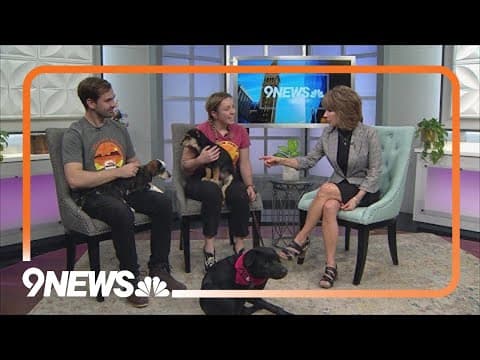 Petline9: You can't lose with any of these 3 puppies