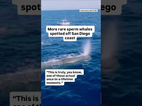 More rare sperm whales spotted off San Diego coast