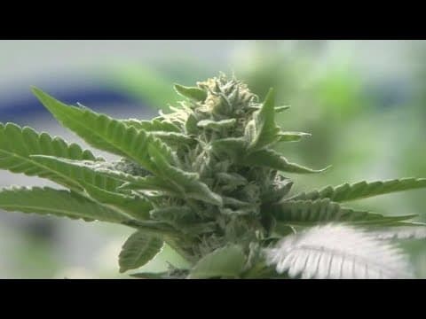 Ohio GOP lawmaker to introduce marijuana legalization bill