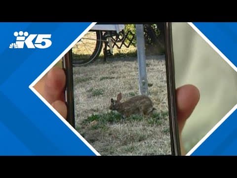 Rabbits dubbed as 'Frankenstein bunnies' on social media spotted in western Washington