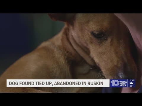 Ruskin dog found with paws tied up on side of road