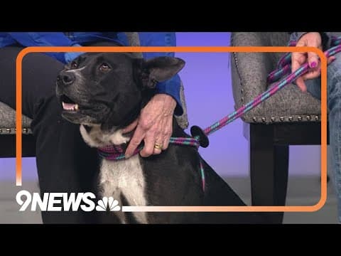 Capri is a well-behaved bundle of love looking for a forever home