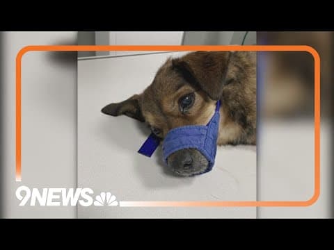 Dog dies after being thrown out of moving car