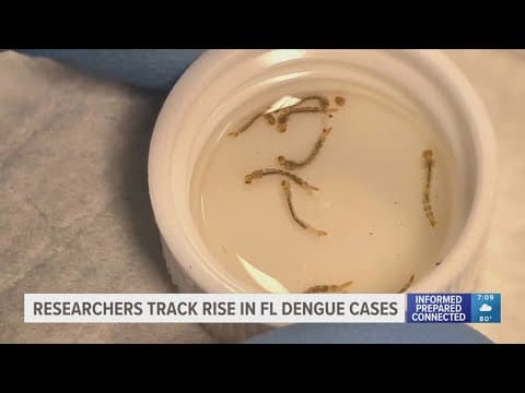 USF researchers work to track increase of mosquito-carried Dengue virus in Florida