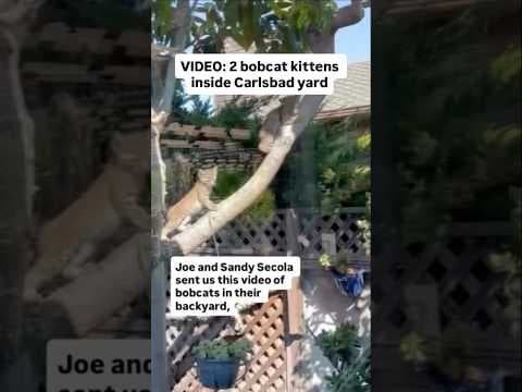 VIDEO: 2 bobcat kittens inside Carlsbad yard