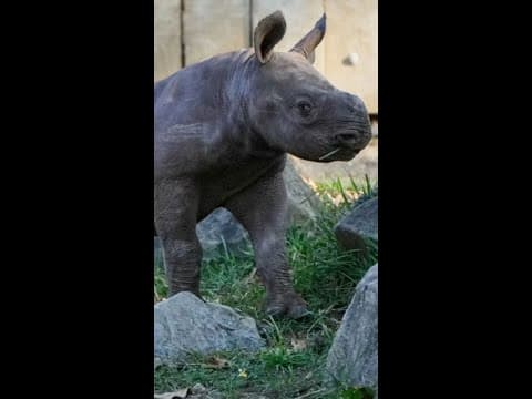 Critically endangered baby rhino makes its debut at Cleveland zoo