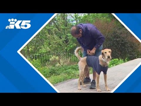 Man saves dog from cougar attack in Olympic National Forest