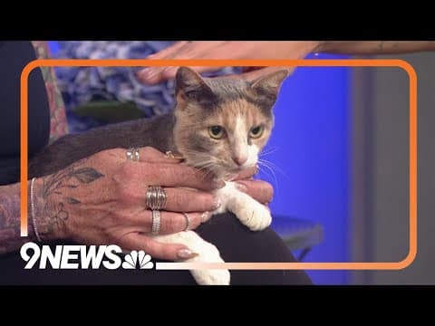 Petline9: This beautiful mama cat is ready for her forever home