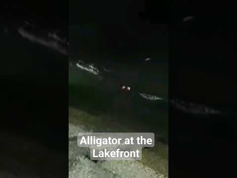 Alligator at the Lakefront caught on camera