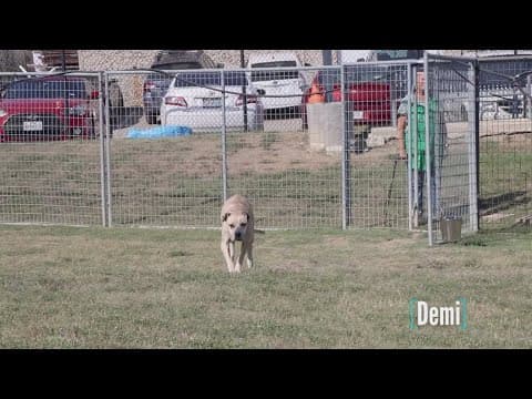 Tailwaggers: Meet Demi