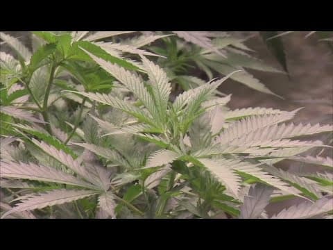 Changes could be coming to Ohio's recreational marijuana law
