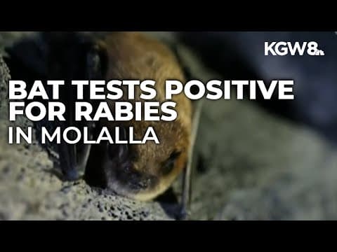 Bat in Molalla tests positive for rabies