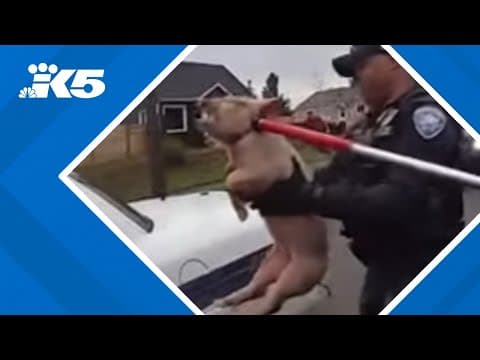 YouTube thumbnail for video 5W4QfC-NWGE