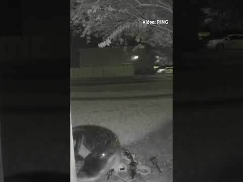 #Alligator caught on camera walking up to #Florida home