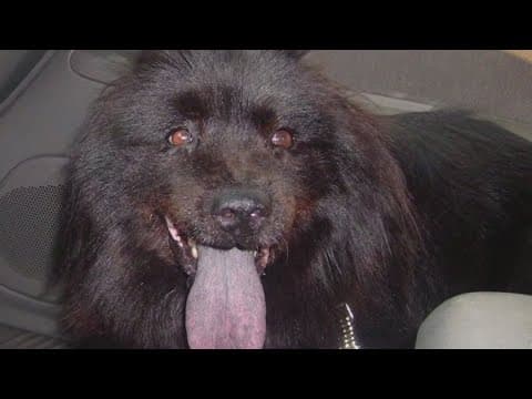 A prayer answered: How Coach James reunited with his dog after Hurricane Katrina