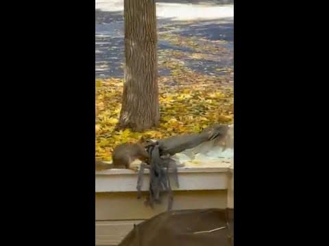 Squirrel sneaks off with Halloween decorations