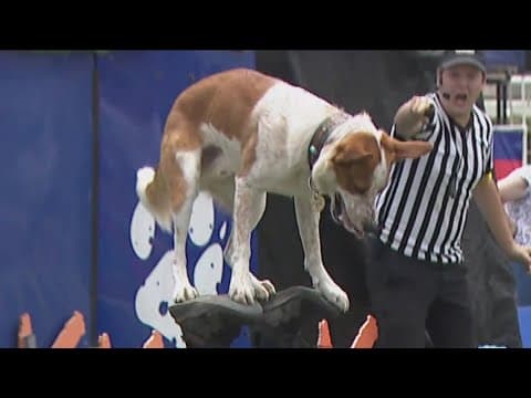 Superstar dog athletes compete at the San Diego County Fair