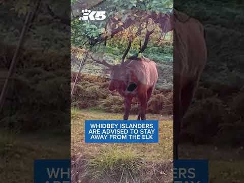 Whidbey Island residents are advised to avoid this grumpy elk
