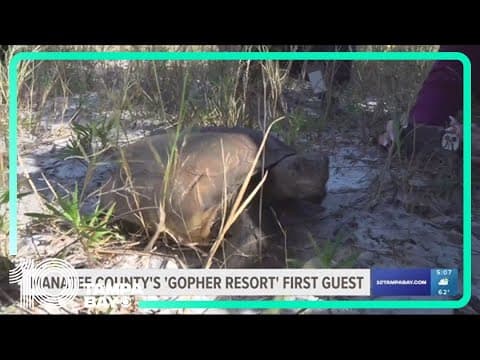 Meet the first guest at Manatee County's 'Gopher Resort'