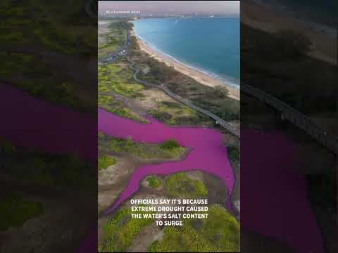 Water samples suggest halobacteria caused the pond's magenta color.