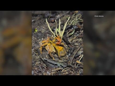 WATCH: Zombie fungus kills spider