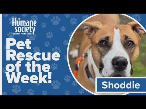 Pet Rescue of the Week: Shoddie