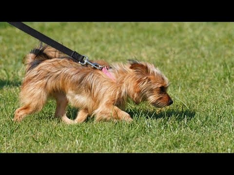 Animal Welfare League of Alexandria is waiving adoption fees all of October