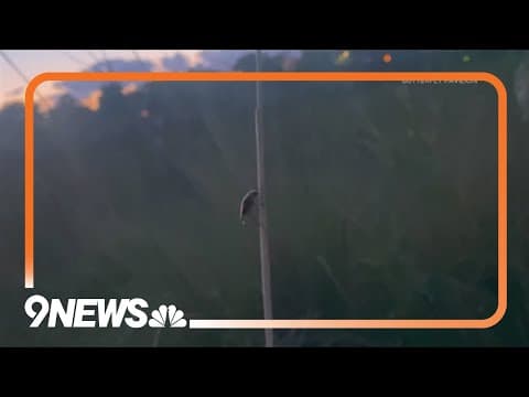 Butterfly Pavilion completes firefly lifecycle breakthrough