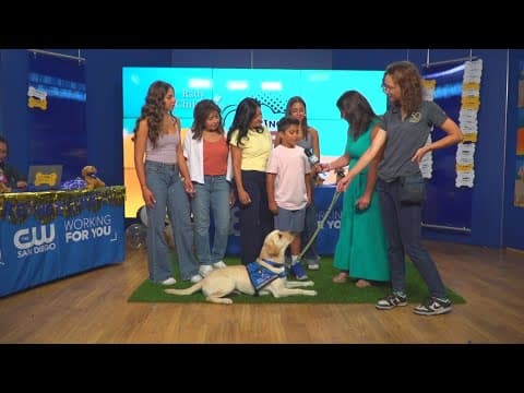 Meet Lincoln | Raising donations for Resident Professional Canine Therapy Program at Rady Children’s