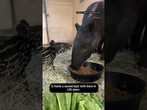 Second Malayan tapir calf in 120 years born at Tacoma's Point Defiance Zoo & Aquarium #king5