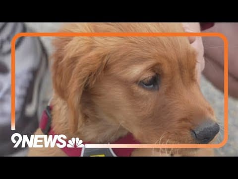 Meet Copper Mountain's new avalanche dog