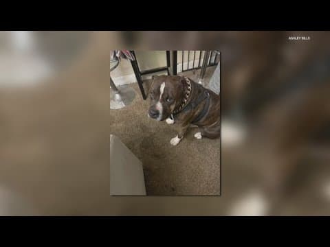 Indy police officer shoots, kills family's dog after it allegedly runs up to sniff him