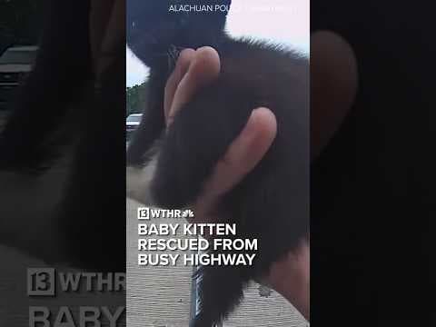 Baby kitten rescued on busy highway