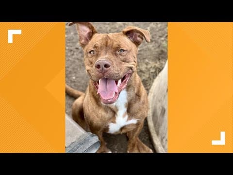 Pets of the Week: 9-27-2024
