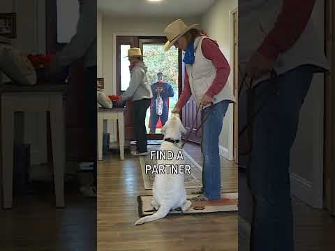 Getting your dog ready for Halloween #halloween #trickortreat