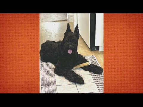 Here are the dogs stolen in DC in 2023